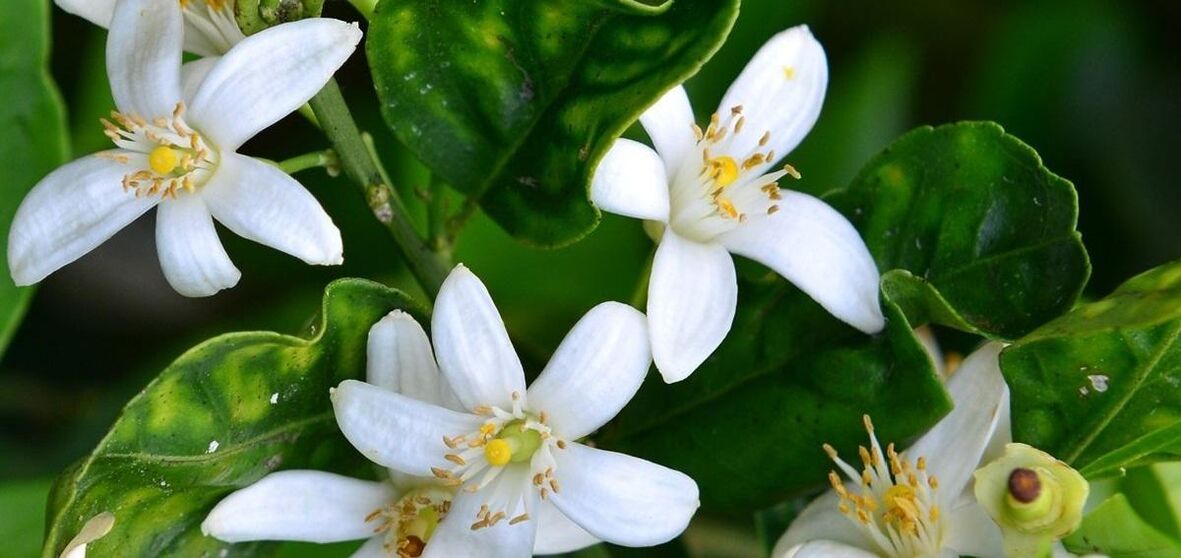 Neroli жөргөмүш тамырларды жок кылууга жардам берет